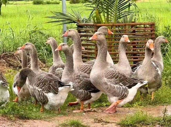Mature goose
